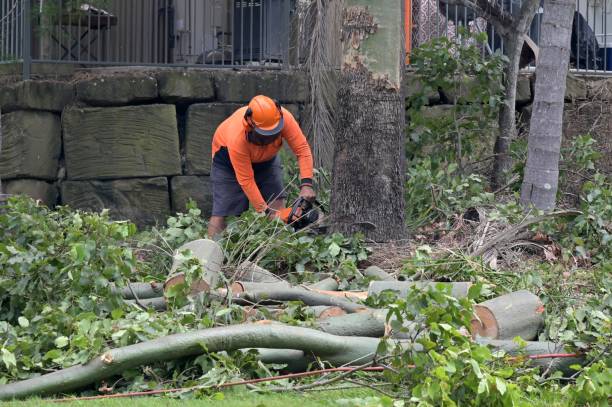 Trusted Harper Woods, MI Tree Service Experts